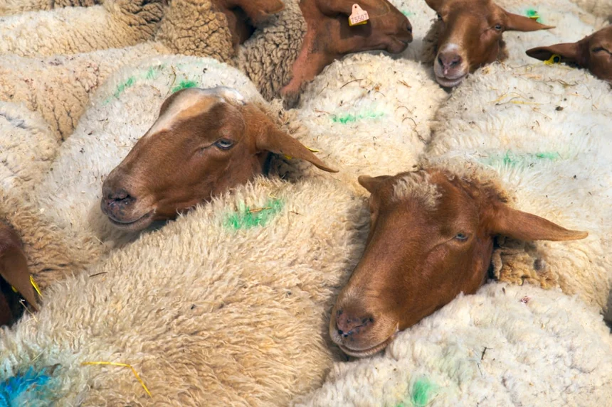 Shearing