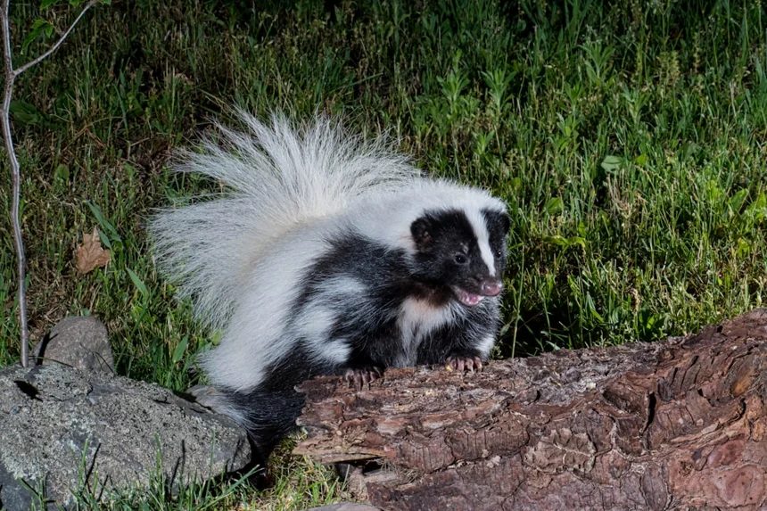 Skunk