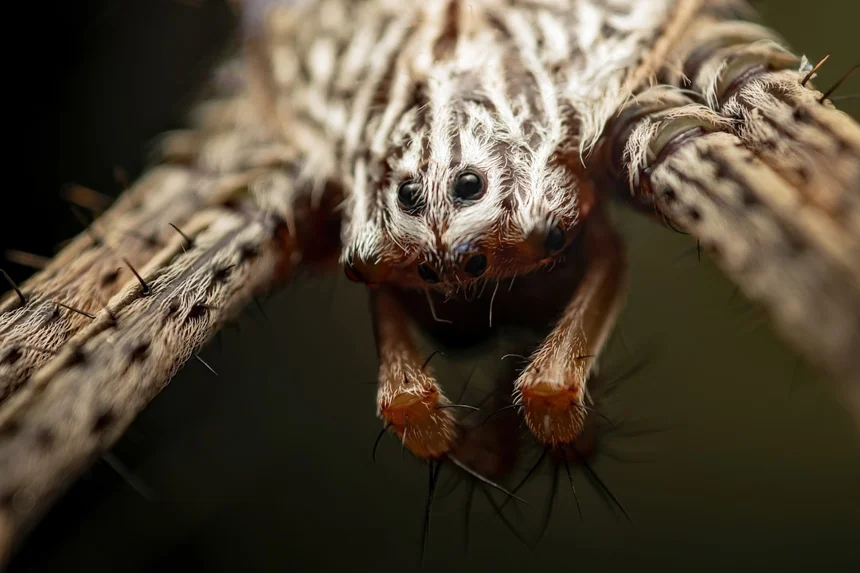 Spider monkey.