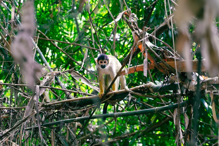 Spider monkey.