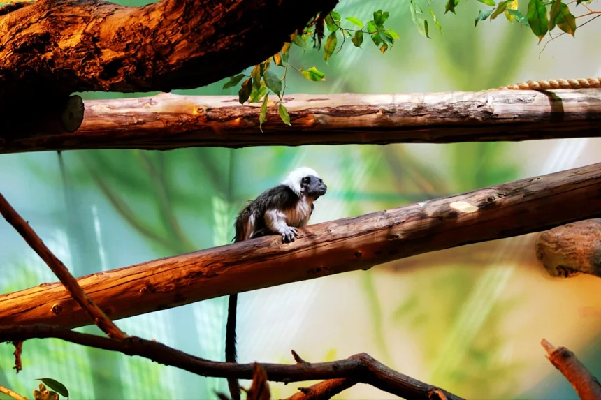 Tamarin