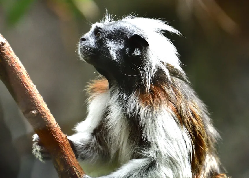 Tamarin