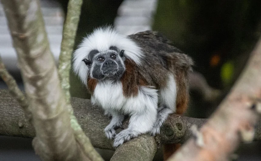 Tamarin
