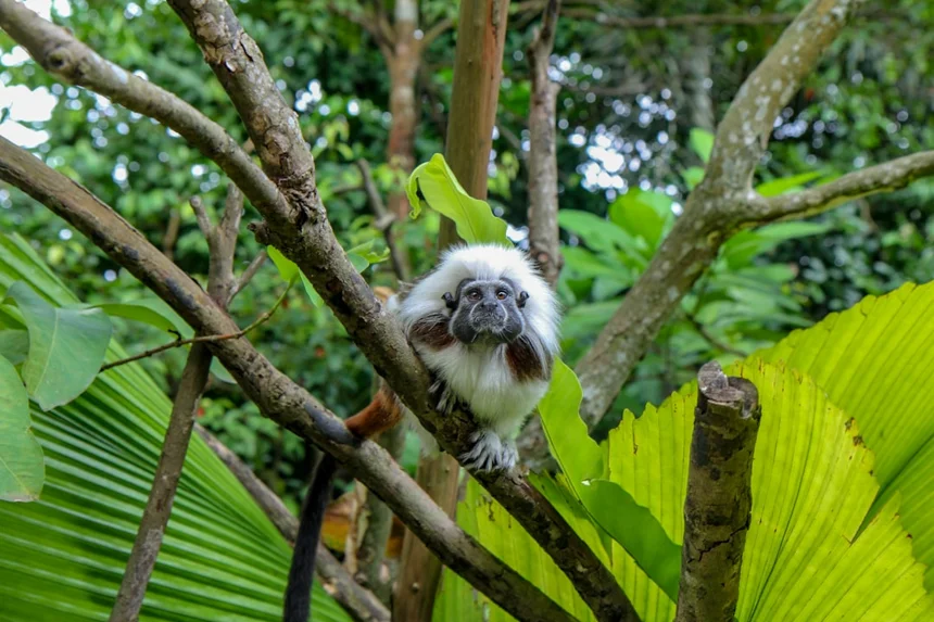 Tamarin