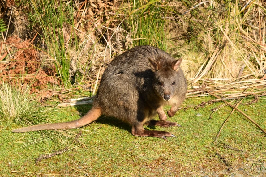 Wallaby