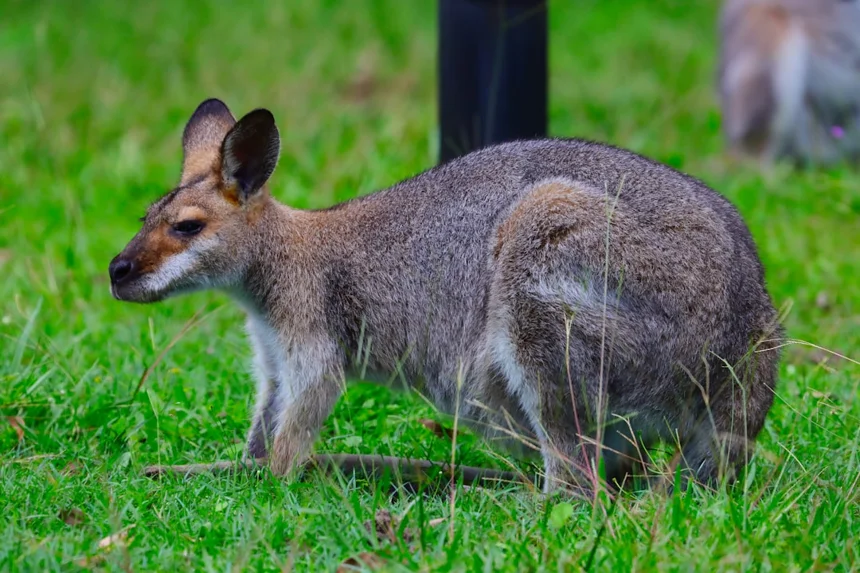 Wallaby