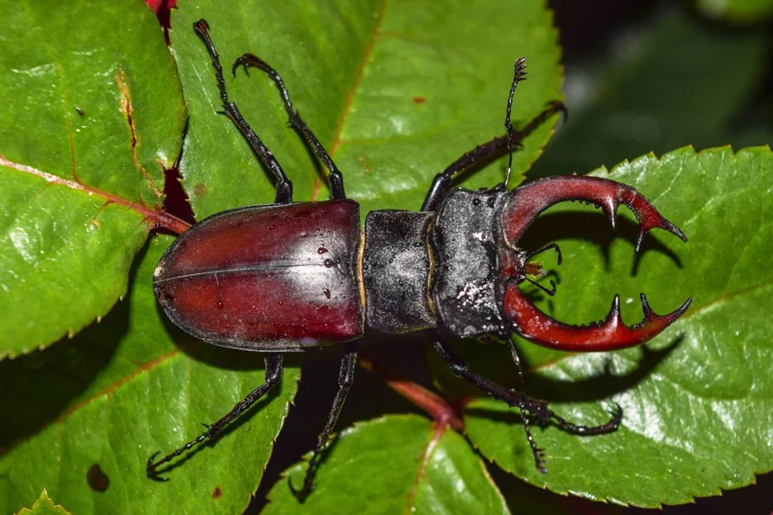 beetle