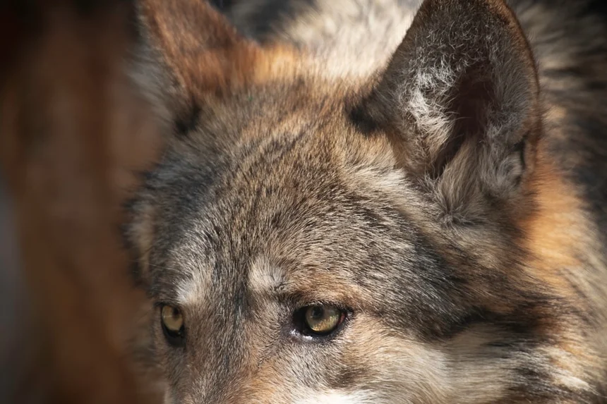 Aardwolf