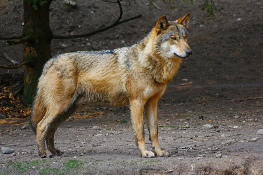 Aardwolf