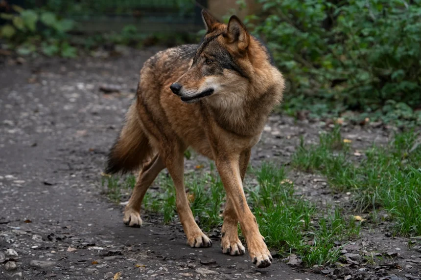 Aardwolf