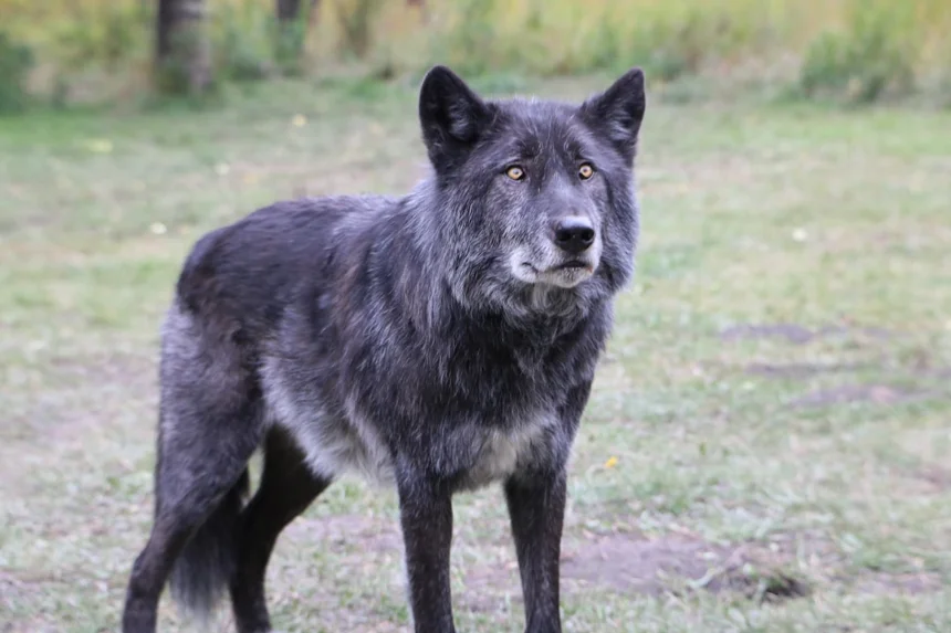 Aardwolf