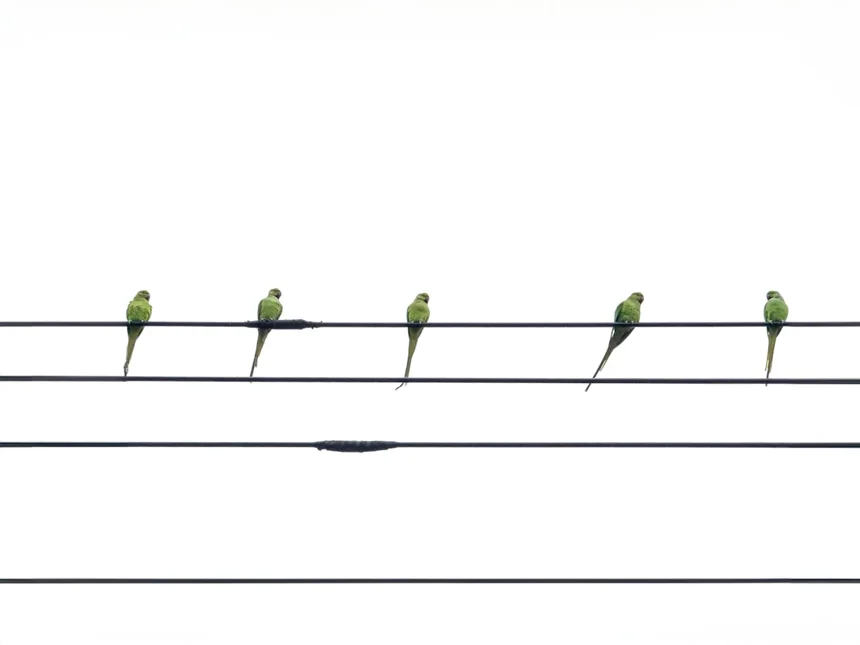 Adaptation