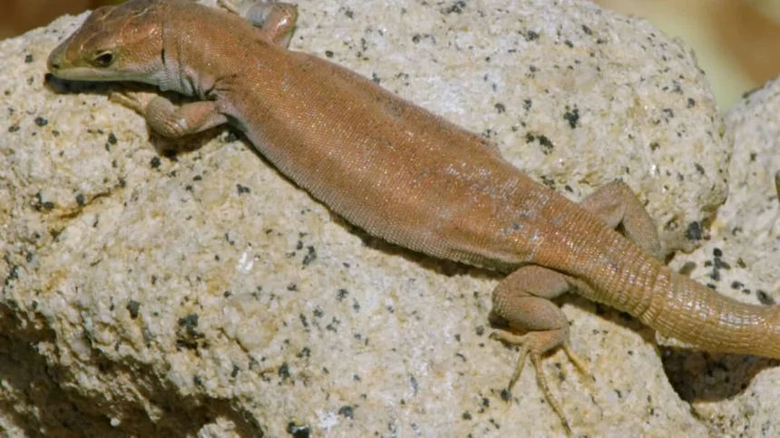 Axolotl