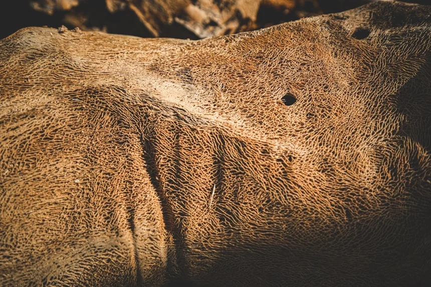 Babirusa