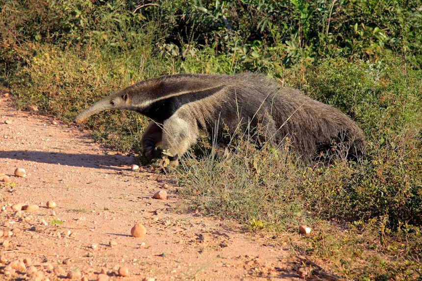 Babirusa