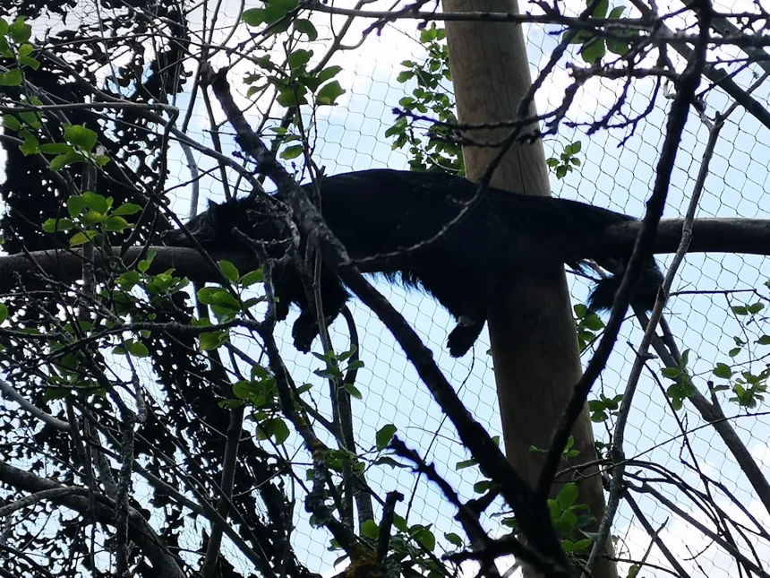 Binturong