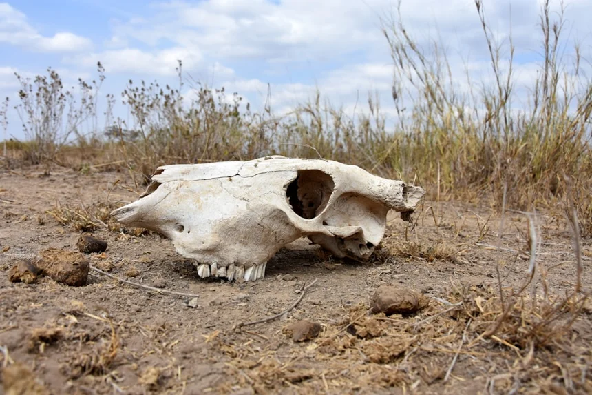 Bone