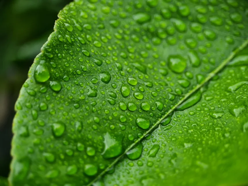 Ecology