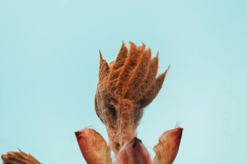 Gerenuk