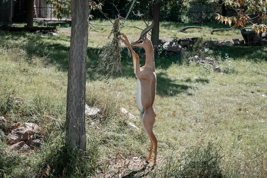 Gerenuk