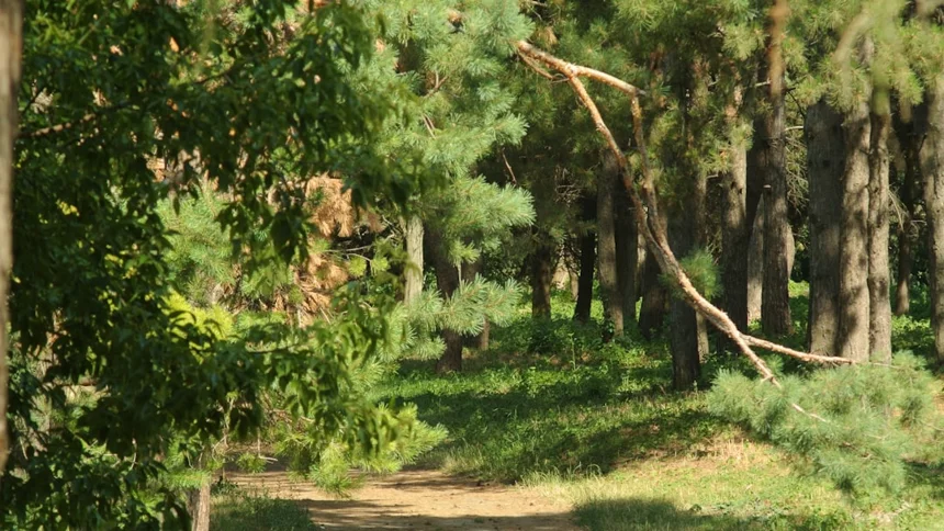 Gerenuk