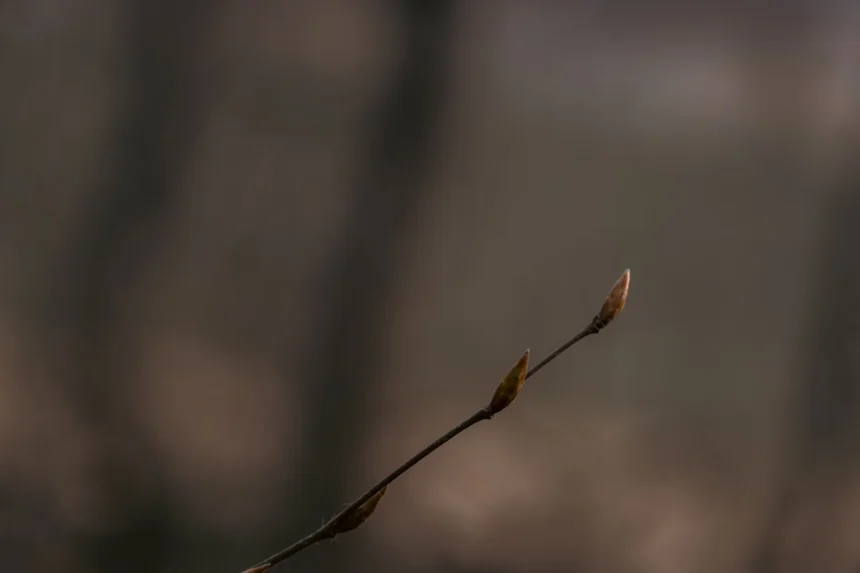 Gerenuk