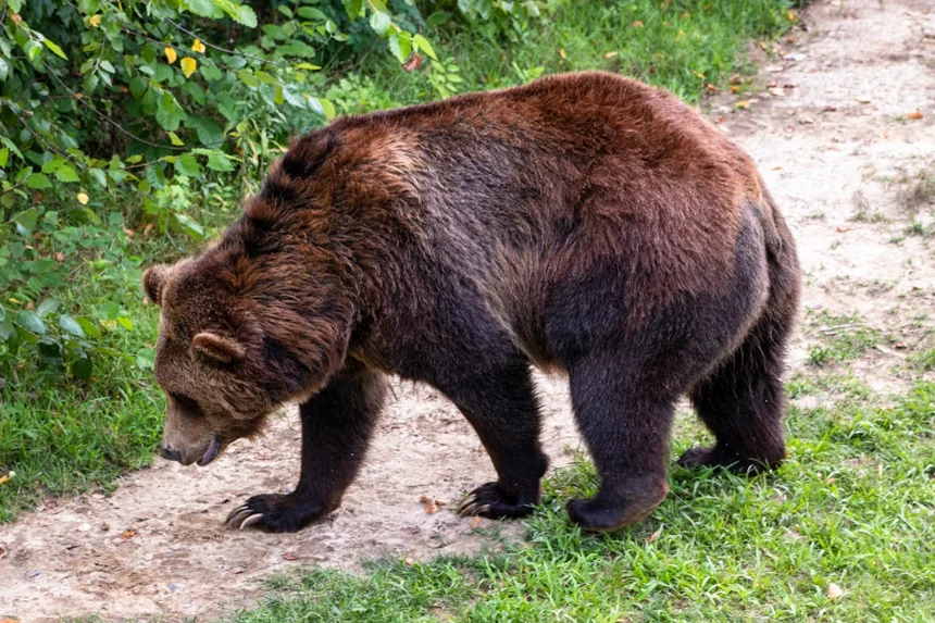 Gobi Bear