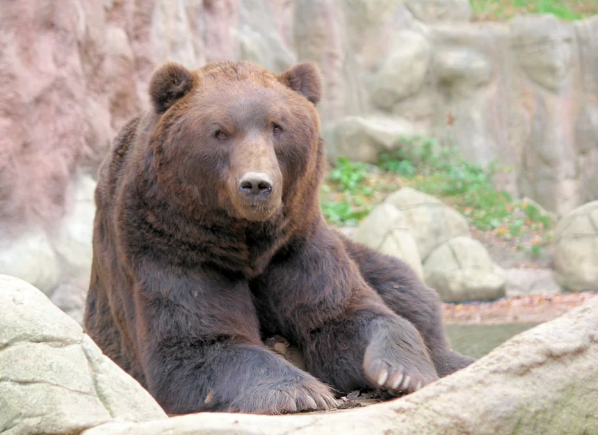 Gobi Bear