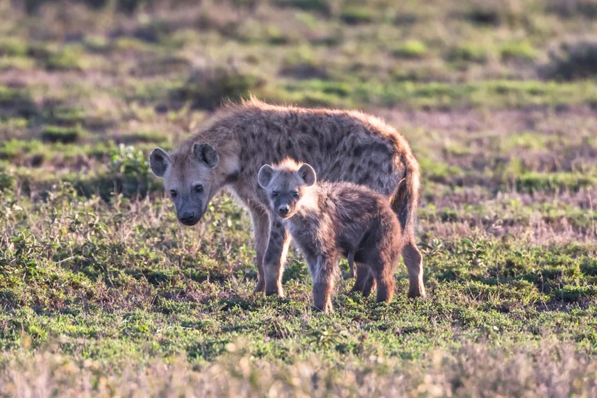 Hyena