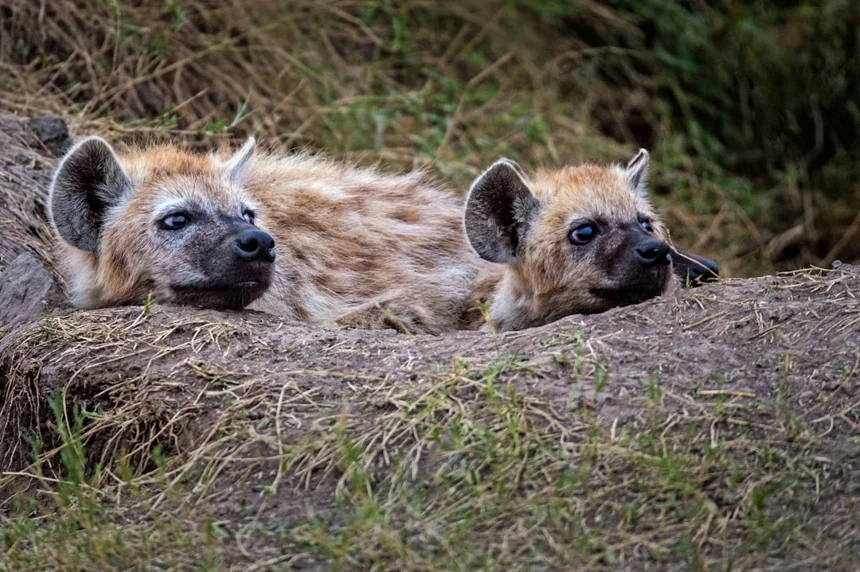 Hyena