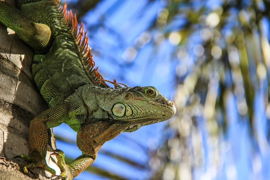 Iguana