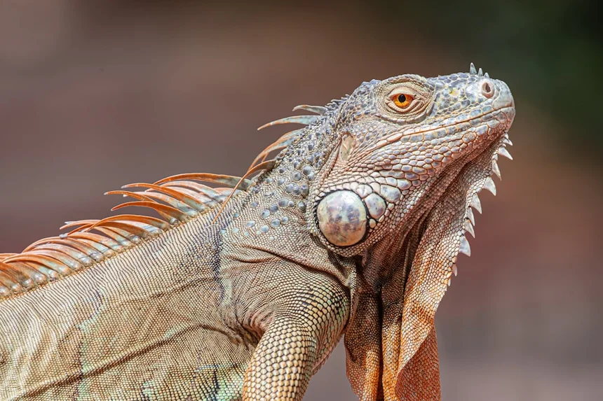 Iguana