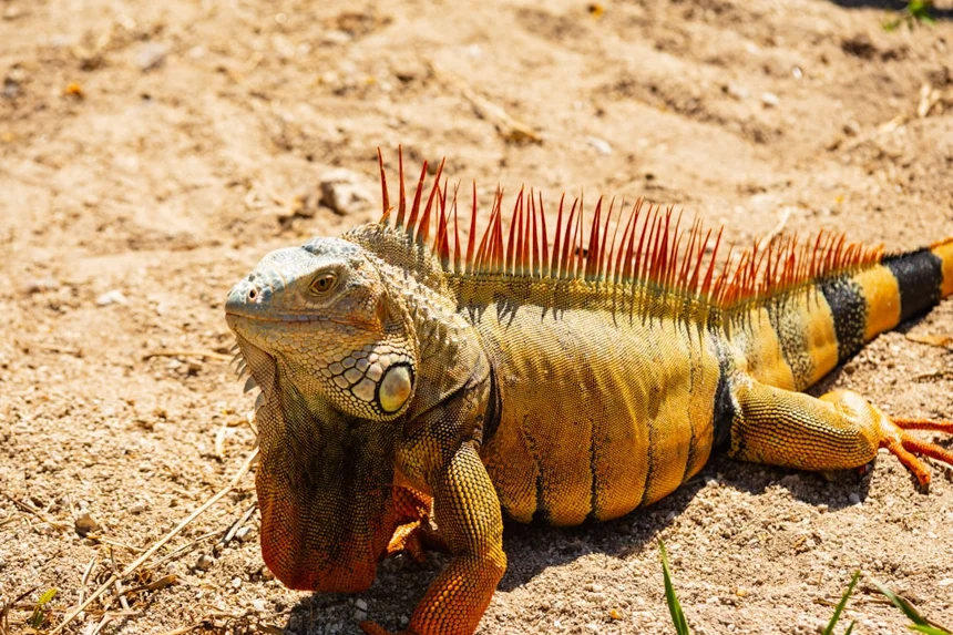 Iguana