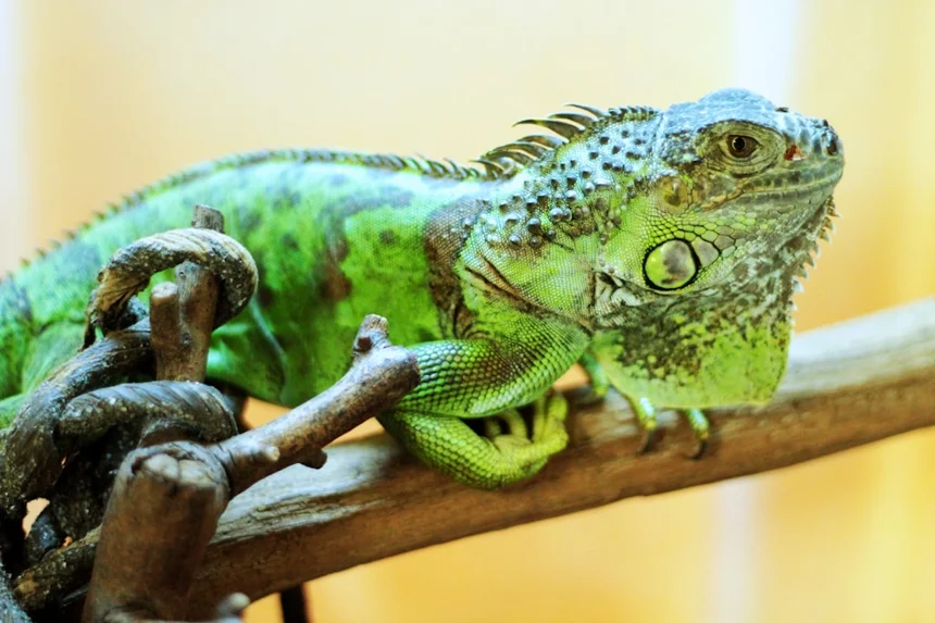 Iguana