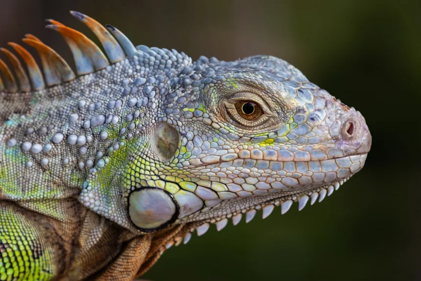 Iguana