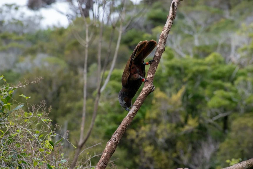 Kakapo