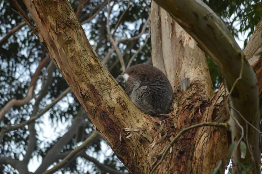 Kakapo