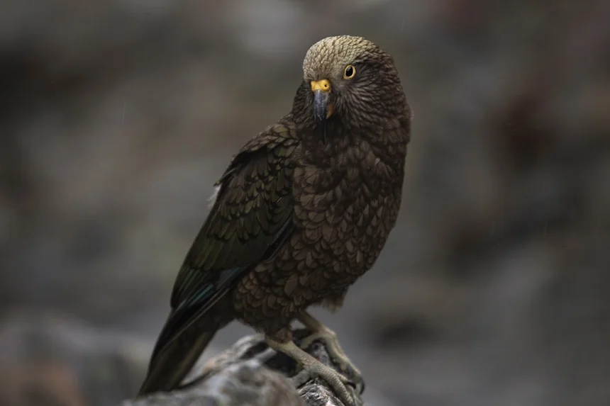 Kakapo