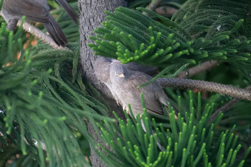 Kakapo