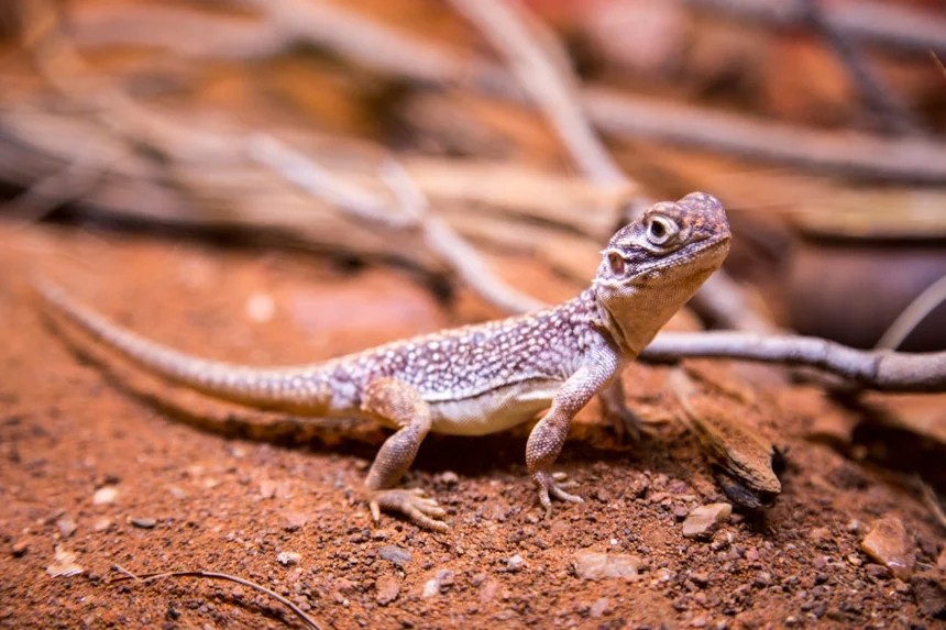Lizard