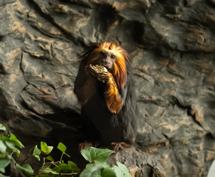Marmoset