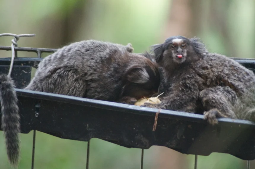 Marmoset