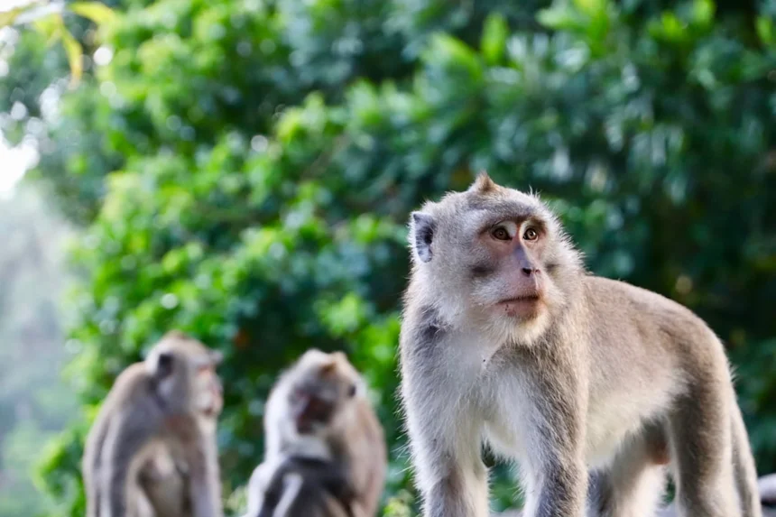 Monkey