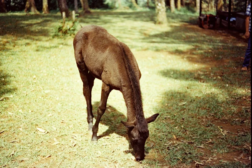 Okapi