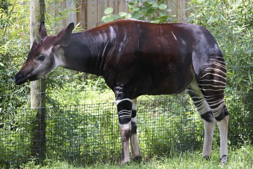 Okapi