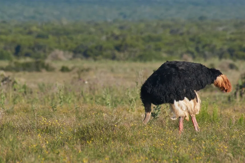 Ostrich