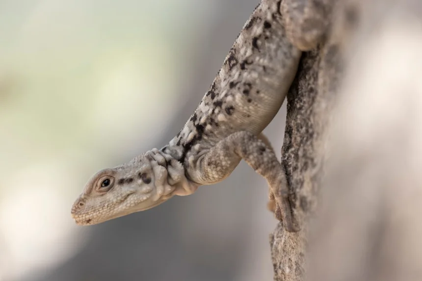 Pangolin