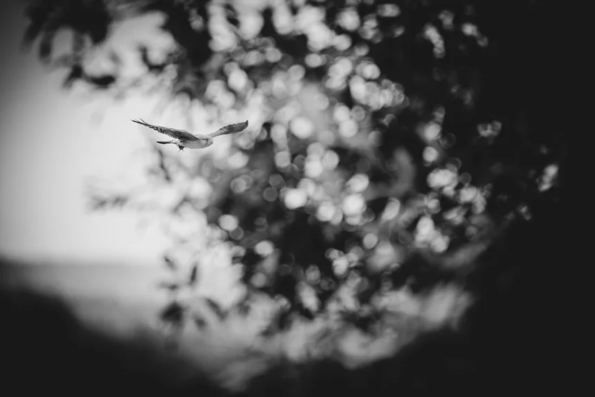 Predation