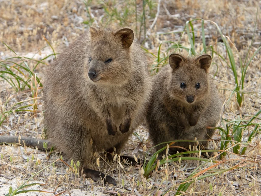Quokka