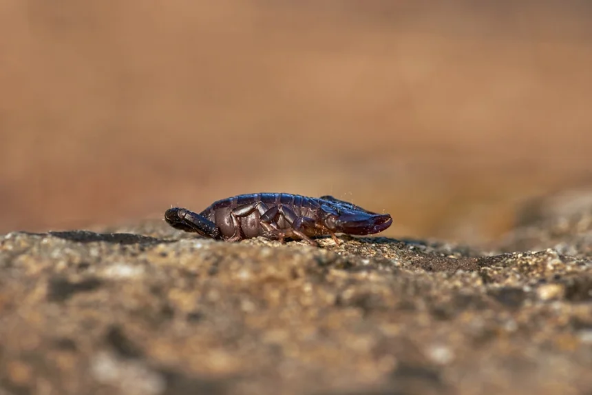 Scorpio